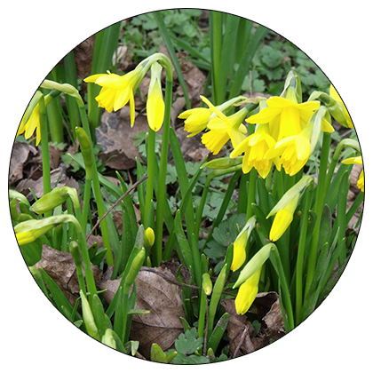 Daffodils in Ecclesfield Park