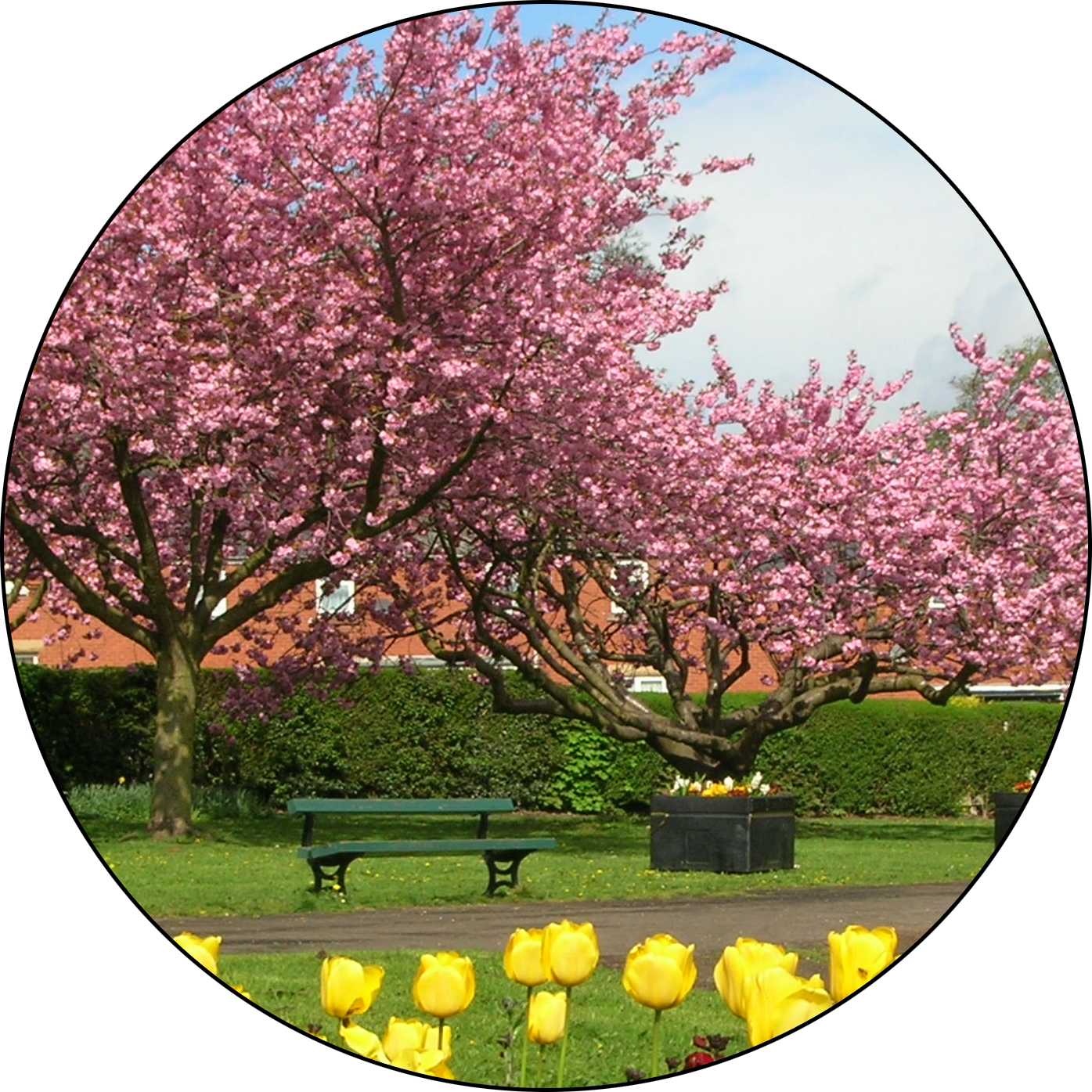 Tree in bloom in Ecclesfield Park